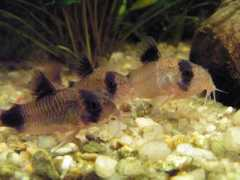 akvarista.cz Pandici
