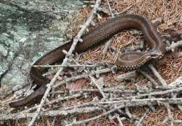 herp.it Paneri