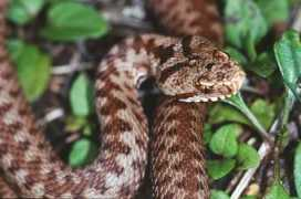 herp.it Paneri