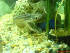badmanstropicalfish.com Pangasius