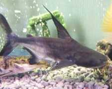 tropicalfishgallery.com Pangasius