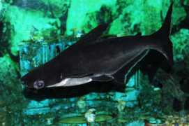 wetwebmedia.com Pangasius
