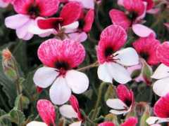 botanic.jp Panger