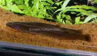 loaches.com Pangia