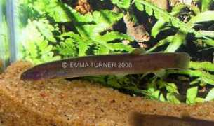loaches.com Pangia