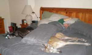 great-greyhound.org Pangie
