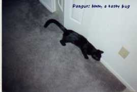 dingo.sbs.arizona.edu Pangur