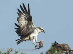 birdphoto.fi Panhal