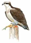 vertebradosibericos.org Panhal