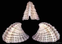 gastropods.com Panhi