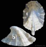 gastropods.com Panhi