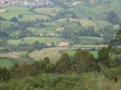 Paniceres