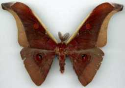 saturniidae.com Paniki