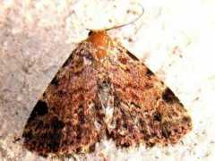 jpmoth.org Panilla