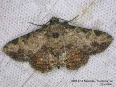 jpmoth.org Panilla