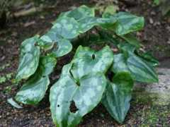 botanic.jp Pankan
