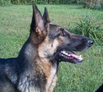 rosehallkennel.com Pannah