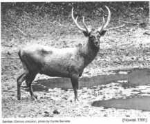 mun.ca Panolia