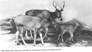 mun.ca Panolia