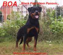 onul-rottweilers.com Panovic