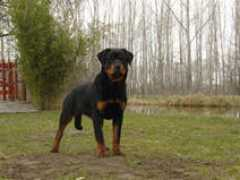 onul-rottweilers.com Panovic