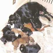 gotpetsonline.com Panowicz