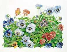 Pansy
