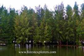 forestexplorers.com Pantai