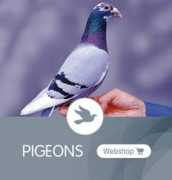 pantex.net Pantex