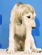 saluki-web.de Panthala