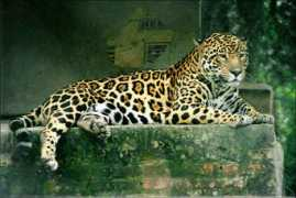 utep.edu Panthera