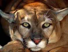 mywallpapers.org Panthers