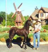 horsedrawnfunerals.com Paoline