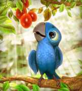wonderglee.com Papagalli