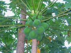 novackova.bigbloger.lidovky.cz Papaja