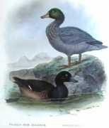 nzbirds.co.nz Papango