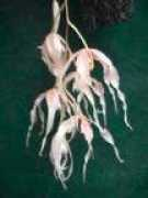 woodstreamorchids.com Paphin