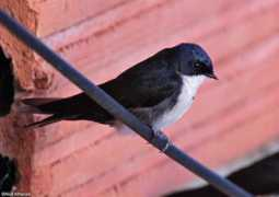 antpitta.com Paquisha