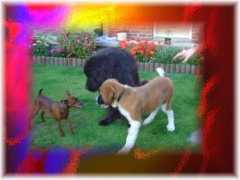Paquo