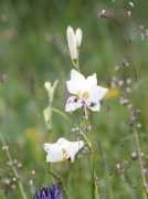 botanic.jp Paradisea
