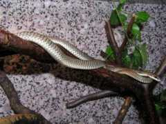 reptarium.cz Paradisi