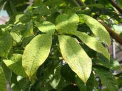 botanic.jp Parago