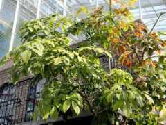 botanic.jp Parago