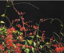 redjardin.com Paraguayita