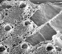 bryozoa.net Paramar