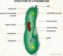 infovisual.info Paramecium