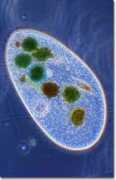 micro.magnet.fsu.edu:80 Paramecium