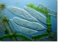 micro.magnet.fsu.edu:80 Paramecium