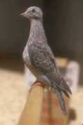ringneckdove.com Parari