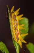 butterfliesandmoths.org Parasa